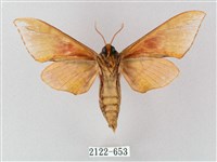 榆綠天蛾藏品圖，第2張