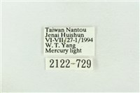基褐綠刺蛾藏品圖，第3張