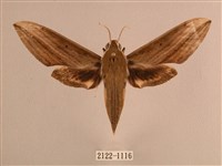 背線天蛾藏品圖，第1張