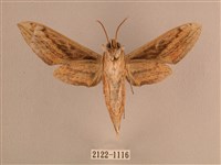 背線天蛾藏品圖，第2張