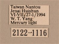 背線天蛾藏品圖，第3張