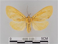 橙擬燈蛾藏品圖，第1張