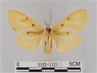 橙擬燈蛾藏品圖，第2張