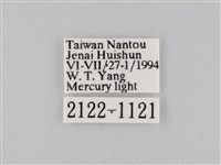 橙擬燈蛾藏品圖，第3張