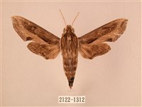 斜線天蛾藏品圖，第1張