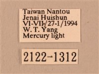 斜線天蛾藏品圖，第3張