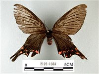 榆鳳蛾藏品圖，第1張