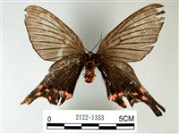 榆鳳蛾藏品圖，第2張