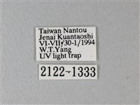 榆鳳蛾藏品圖，第3張