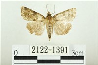 白斑散紋夜蛾藏品圖，第1張