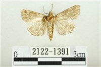 白斑散紋夜蛾藏品圖，第2張