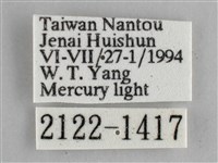 金鎧蛺蝶藏品圖，第3張