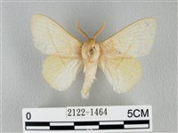 青枯葉蛾藏品圖，第1張