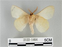 青枯葉蛾藏品圖，第2張