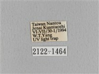 青枯葉蛾藏品圖，第3張