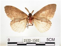 木毒蛾藏品圖，第2張