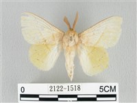 青枯葉蛾藏品圖，第1張