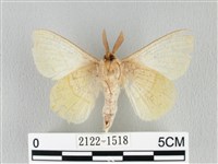 青枯葉蛾藏品圖，第2張