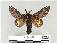 彌新冥枯葉蛾藏品圖，第1張