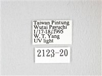 彌新冥枯葉蛾藏品圖，第3張