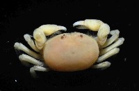 雙齒豆蟹藏品圖，第3張