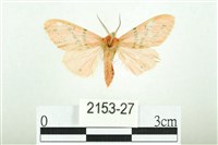 三條橙燈蛾藏品圖，第1張