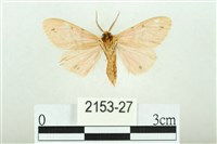 三條橙燈蛾藏品圖，第2張