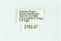 三條橙燈蛾藏品圖，第3張