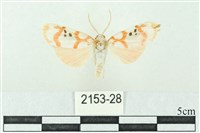 臺雪苔蛾藏品圖，第1張