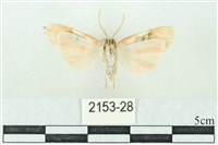 臺雪苔蛾藏品圖，第2張