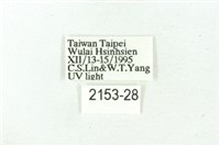 臺雪苔蛾藏品圖，第3張