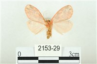 三色豔苔蛾藏品圖，第2張