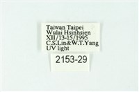 三色豔苔蛾藏品圖，第3張