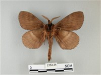 波紋枯葉蛾藏品圖，第2張