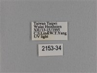 波紋枯葉蛾藏品圖，第3張