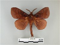 波紋枯葉蛾藏品圖，第1張