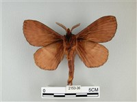 波紋枯葉蛾藏品圖，第2張