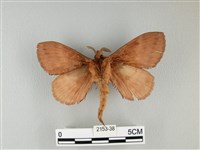 波紋枯葉蛾藏品圖，第2張