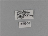 波紋枯葉蛾藏品圖，第3張