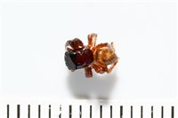 安德遜蠅虎藏品圖，第2張