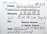安德遜蠅虎藏品圖，第8張