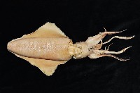 菱鰭烏賊藏品圖，第4張