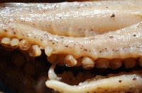 小頭魷魚藏品圖，第2張