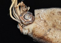 小頭魷魚藏品圖，第5張
