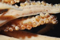小頭魷魚藏品圖，第7張