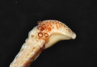 小頭魷魚藏品圖，第8張