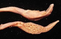 奇妙帆魷藏品圖，第4張