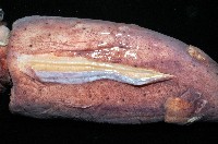 奇妙帆魷藏品圖，第5張