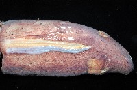 奇妙帆魷藏品圖，第7張