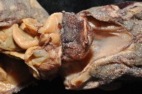 心鰭鞭魷藏品圖，第3張
